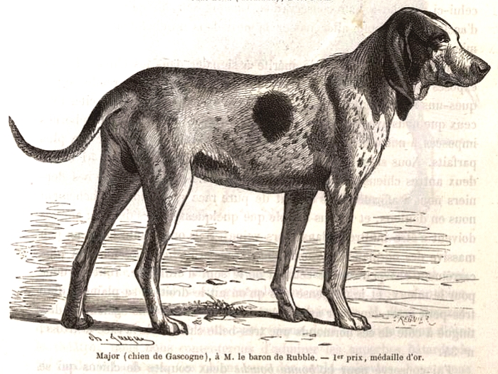 Le fameux chien Major au baron de Ruble - Illustration tirée de La Vie à la Campagne (Mai 1863)